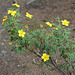 Alaska, Yellow Flowers at the Horseshoe Lake Trail