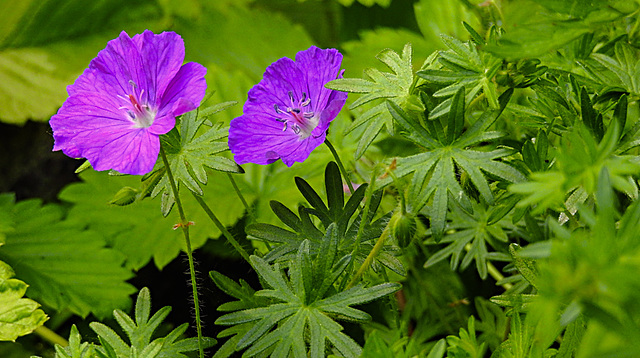 20230531 0456CPw [D~LIP] Blut-Storchsschnabel (Geranium sanguineum), UWZ, Bad Salzuflen