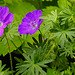 20230531 0456CPw [D~LIP] Blut-Storchsschnabel (Geranium sanguineum), UWZ, Bad Salzuflen