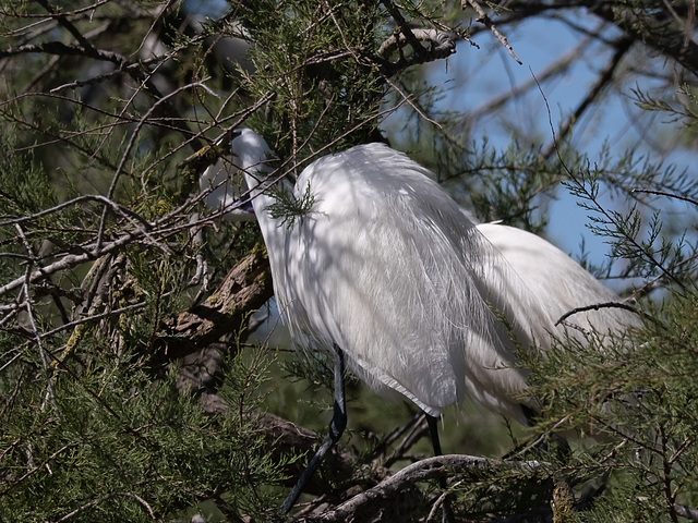 parc ornithologique de Pont de Gau en Camargue - France