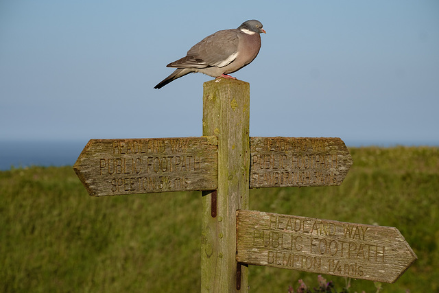 RSPB Meet and Greet staff