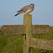 RSPB Meet and Greet staff