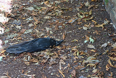 IMG 2544-001-Murder of Crow