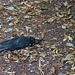 IMG 2544-001-Murder of Crow