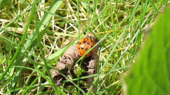 A tiny spotted visitor