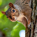 Curious