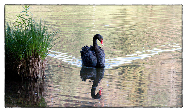 Schwan Vogelwoog Schwarz