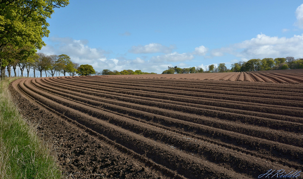 Ploughed field