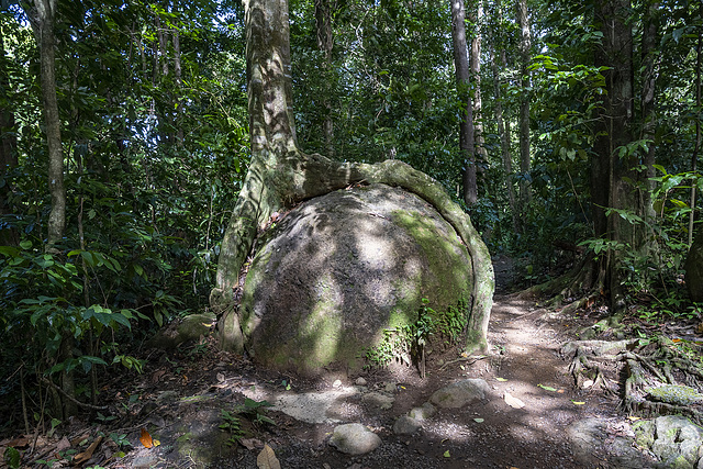 rainforest St. Lucia