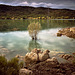 Lac de Saint Cassien.