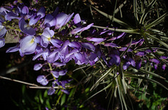 fleur de glycine, fond filles de l'air