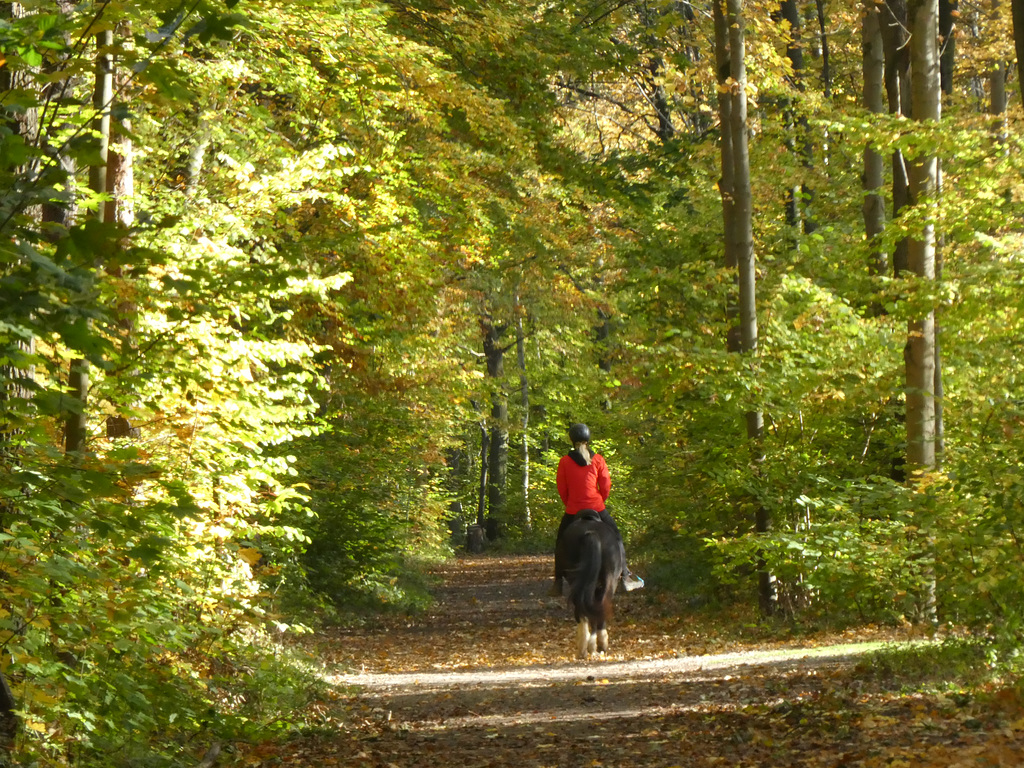 Pferdesportler im Herbstwald