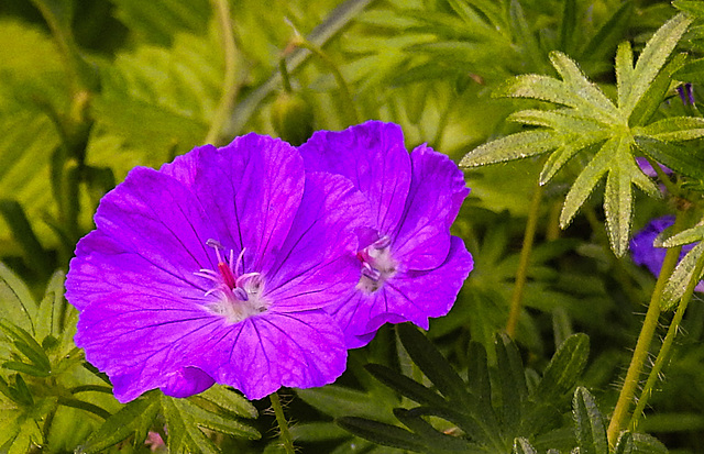 20230531 0457CPw [D~LIP] Blut-Storchsschnabel (Geranium sanguineum), UWZ, Bad Salzuflen