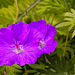 20230531 0457CPw [D~LIP] Blut-Storchsschnabel (Geranium sanguineum), UWZ, Bad Salzuflen