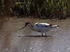 parc ornithologique de Pont de Gau en Camargue - France