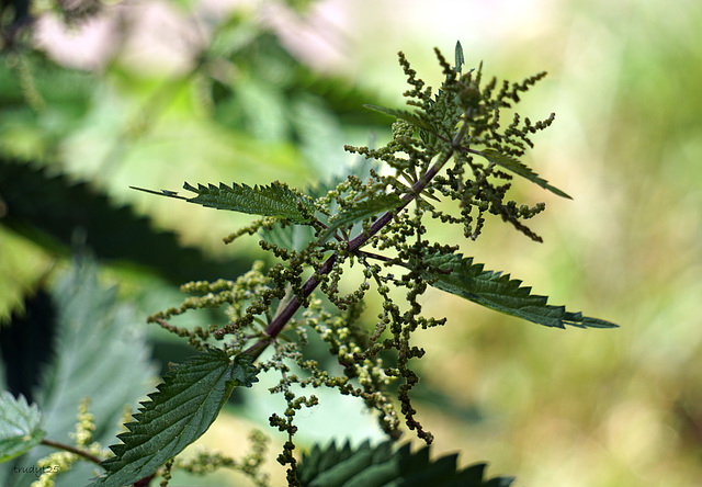 nettle