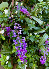 American wisteria / Wisteria frutescens