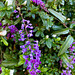 American wisteria / Wisteria frutescens