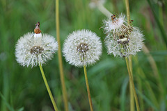 Umwandlung Umwandlung