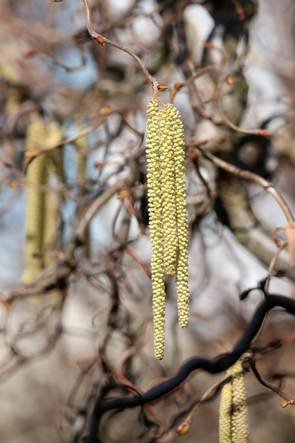 Catkins in the spring