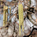 Catkins in the spring