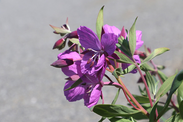 Dwarf Fireweed