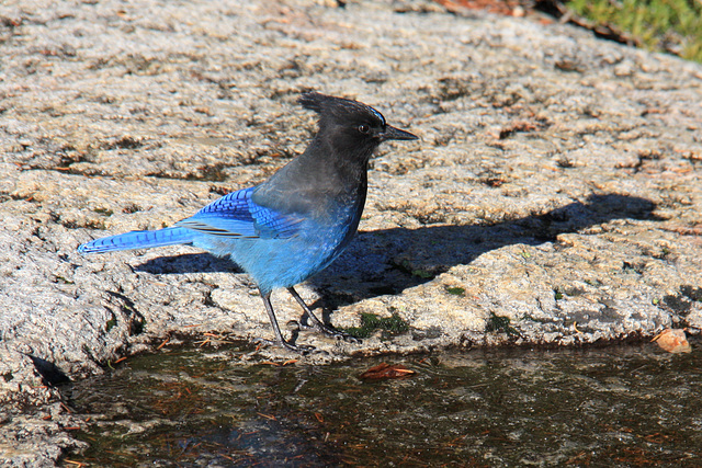 Steller's Jay