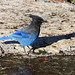 Steller's Jay