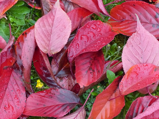 Fall in a Lee Garden (11) - 4 November 2015