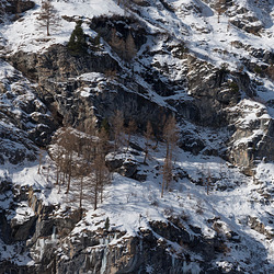 Il y a comme un mélèze ... Il y a comme un mélèze ...