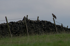 Common Buzzard