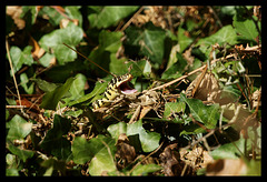 DSC04892 - couleuvre verte et jaune Ste Hermine été 2016