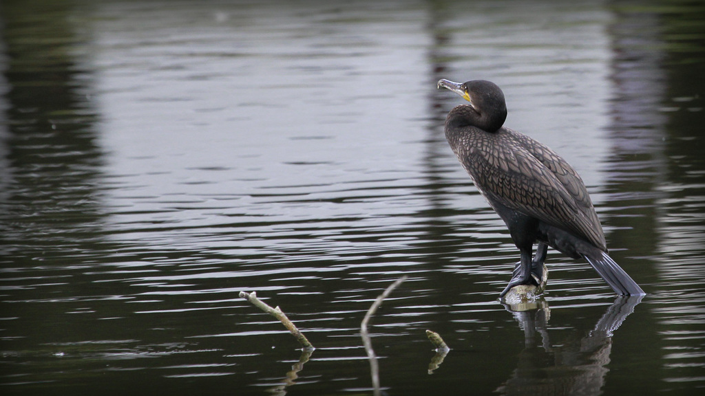 Cormoran