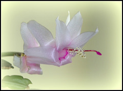 Schlumbergera blanc rosé