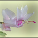 Schlumbergera blanc rosé