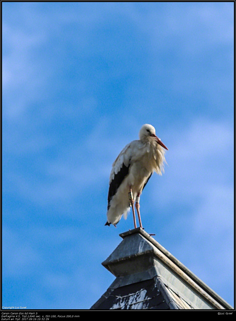 IMG 8422.jpg 2017 09 16  Zoo Planckendael II