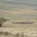 Ngorongoro, Herd of Wildebeests