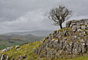 A Yorkshire Dales  scene