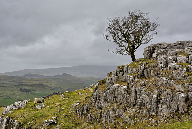 A Yorkshire Dales  scene