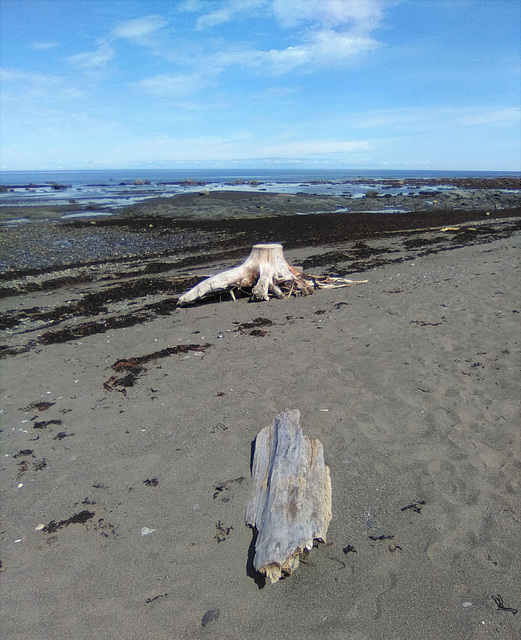 Souche de mer / Sea stump