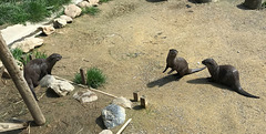 Asian Short-Claw Otters
