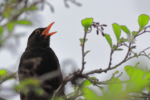 EOS 90D Peter Harriman 16 12 32 79163 blackbird dpp