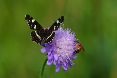 Landkärtchen und Fliege auf Skabiose