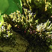 20230531 0458CPw [D~LIP] Goldhaarmoos (Orthotrichum pulchellum), UWZ, Bad Salzuflen