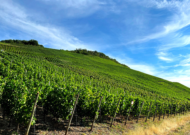 Weinberge im Juli