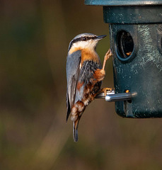 Nuthatch