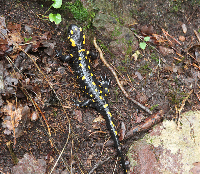 Feuersalamander 2