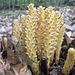 Conopholis Cancer-root or Bear corn_20250607 111426 (1)