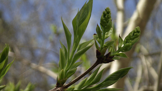 The lilac trees are starting to sprout