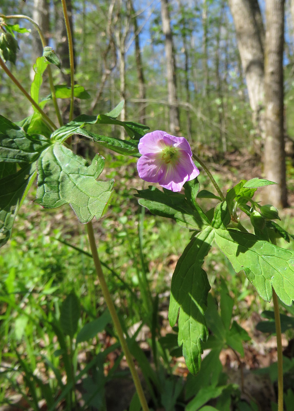 Wild Geranium